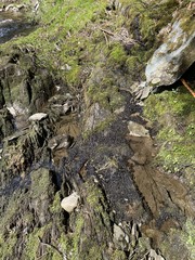 Peltigera hydrothyria