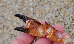 Nectocarcinus tuberculosus