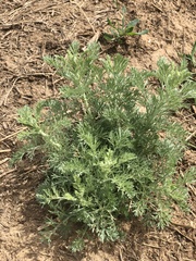 Artemisia abrotanum