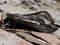 Abantiades atripalpis