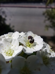 Anthrenus isabellinus