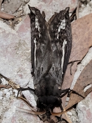 Abantiades atripalpis