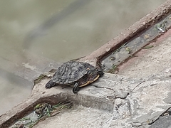 Trachemys scripta