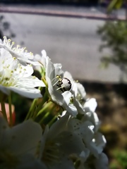 Anthrenus isabellinus