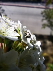 Anthrenus isabellinus