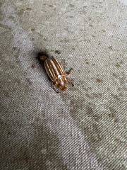 Polyphylla occidentalis