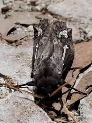 Abantiades atripalpis