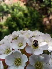 Anthrenus isabellinus