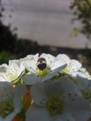 Anthrenus isabellinus