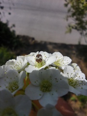 Anthrenus isabellinus
