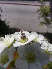 Anthrenus isabellinus