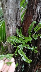 Sophora chathamica