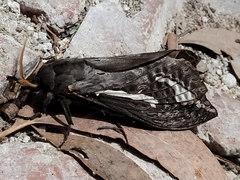 Abantiades atripalpis