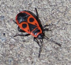 Pyrrhocoris apterus