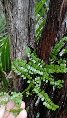 Sophora chathamica