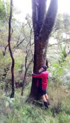 Sophora chathamica