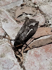 Abantiades atripalpis