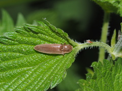 Synaptus filiformis