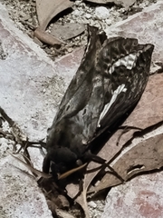 Abantiades atripalpis