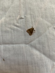 Basacallis tarachodes