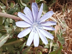Cichorium endivia