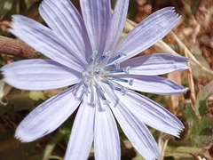 Cichorium endivia