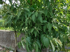 Diospyros japonica