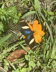 Heliconius sara