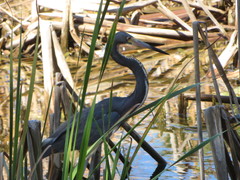 Egretta tricolor image