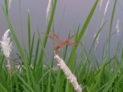 Brachythemis contaminata