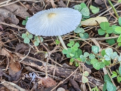Agaricaceae