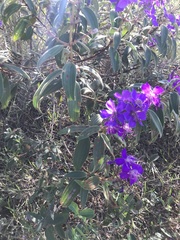 Pleroma candolleanum