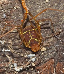 Cynortoides cubanus