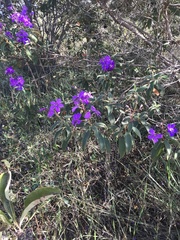 Pleroma candolleanum