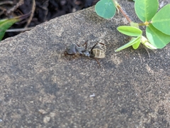 Camponotus cinctellus