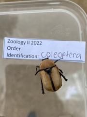 Diaphonia xanthopyga