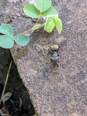 Camponotus cinctellus