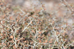 Ceanothus cordulatus