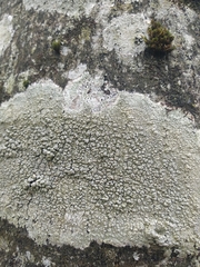 Pertusaria pertusa