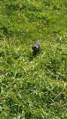 Corvus monedula