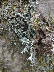Cladonia polydactyla