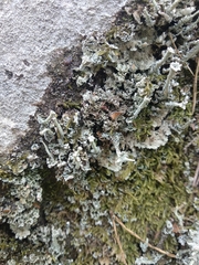 Cladonia polydactyla