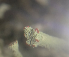 Cladonia polydactyla