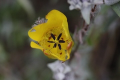 Calochortus clavatus