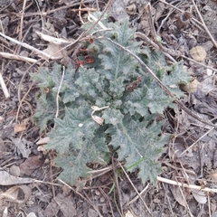 Cirsium vulgare