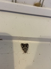 Catocala amica-lineella