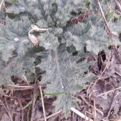 Cirsium vulgare