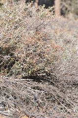 Ceanothus cordulatus