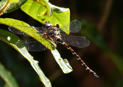 Austroaeschna christine