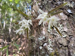 Dendrobium moniliforme